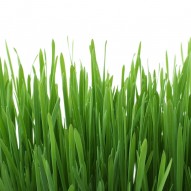 Jak dbać o trawnik wiosną i latem?